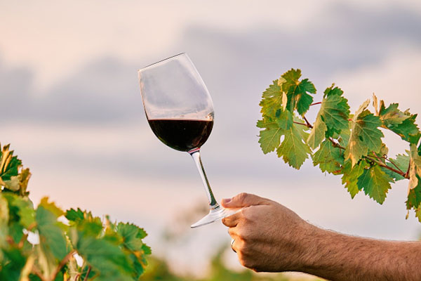 Fruska Gora, Vine tasting