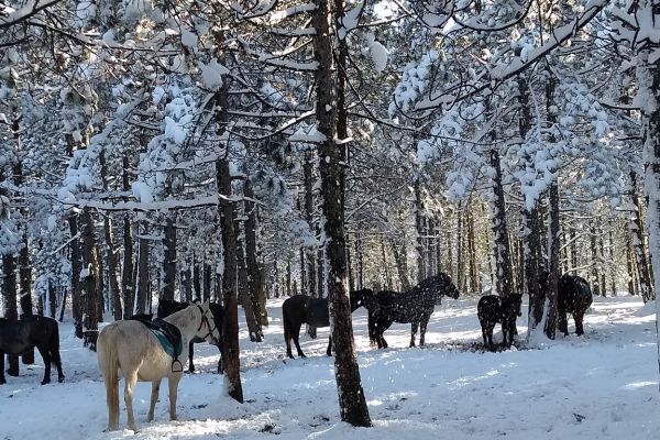 Zlatibor
