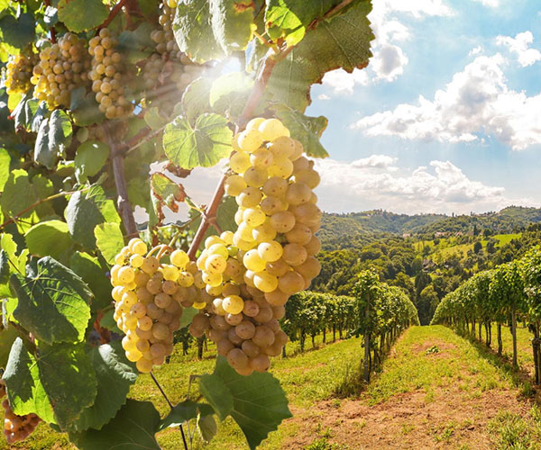 winery-macedonia-1