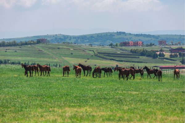 Horse farm (Bursa, Turkiye)
