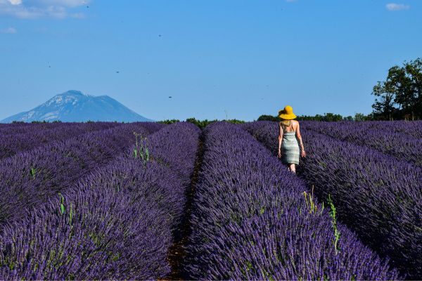 Lavender Fields at Provence, France