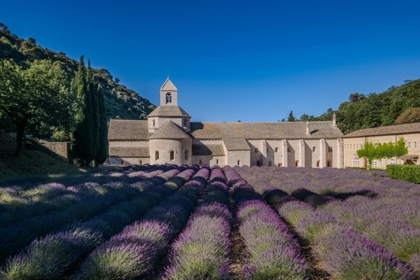 Lavender Fields at Sénanque Abbey in Gordes