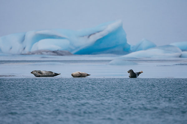Wildlife of Greenland. Seals resting on ice floes, surrounded by the pristine Arctic landscape