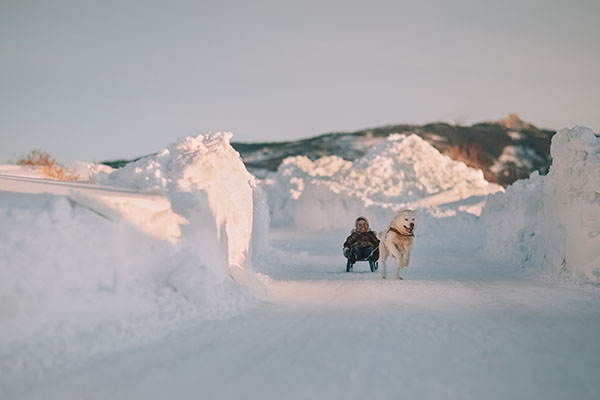 Greenland husky rides a boy on a sled in winter