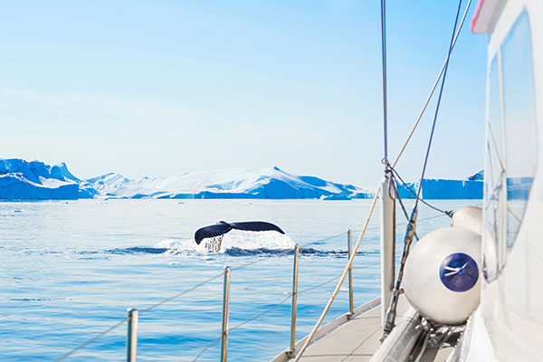 Wildlife of Greenland. Whale watching from a yacht in Ilulissat icefjord