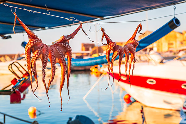 Octopuses hung up to dry on washing lines, Chania