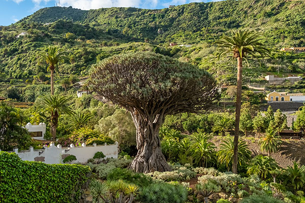 Famous Drago in Parque del Drago. Symbol of Tenerife