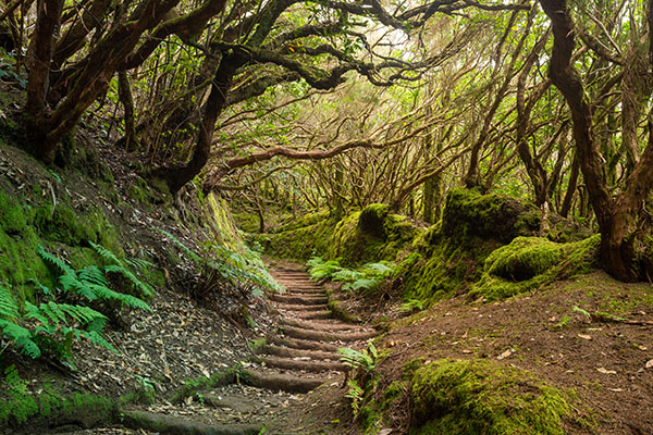 Enchanted forest Park of Anaga