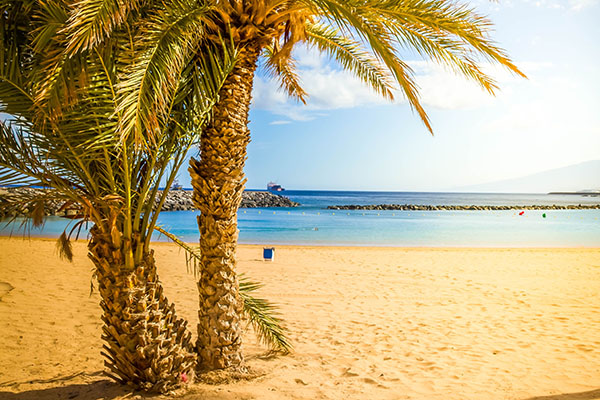 Palms at highly popular beach las Teresitas