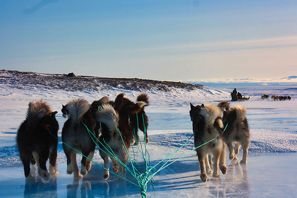Sled dogs on the snow in Greenland, Ittoqqortoormiit
