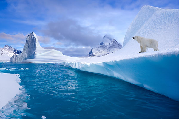 Wildlife of Greenland. Polar Bear (Ursus maritimus) on coastal ice, eastern Greenland