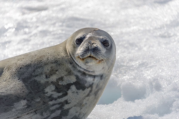 Wildlife of Greenland.