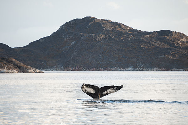 Wildlife of Greenland. Humpback whale dives and shows the tail in Atlantic ocean, western Greenland.