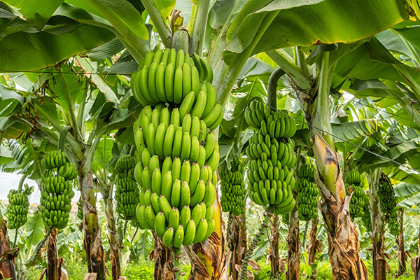 Tenerife banana plantations