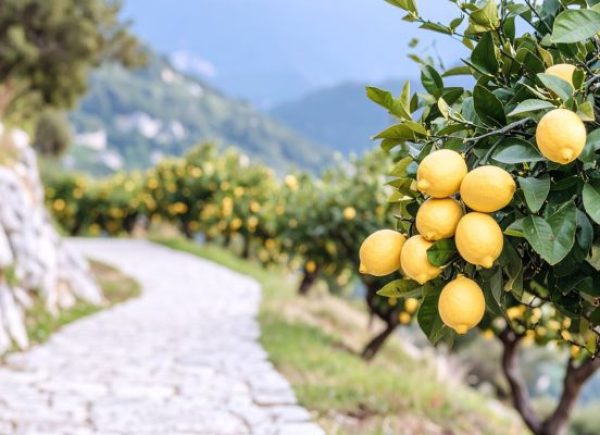 Sentiero dei Limoni – Between Maiori & Minori. A scenic path through terraced lemon groves, still worked by local farmers.