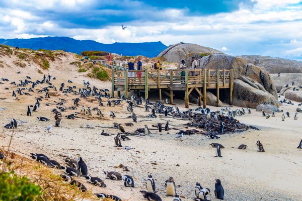 Simons Town: ~ 45 km from Cape Town