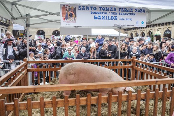 San Sebastian: Pig, 'Kaxilda', on display at part of the Santo Tomas day festivities.