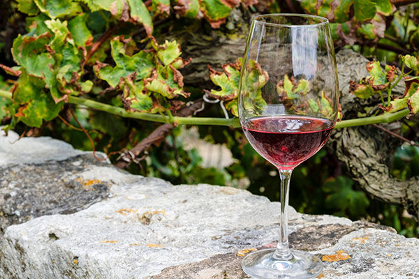 Mallorca vineyard experience at Mesquida Mora winery in Porreres