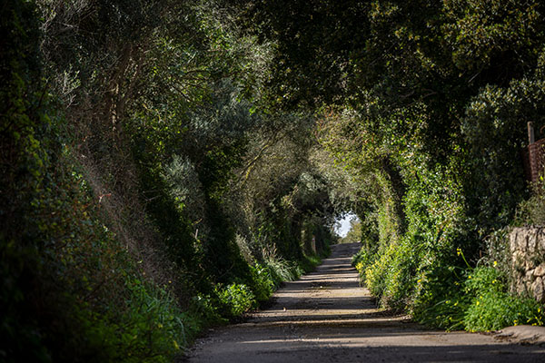 Scenic road through wild olive trees leading to Puig de Son Talent, Manacor, Mallorca