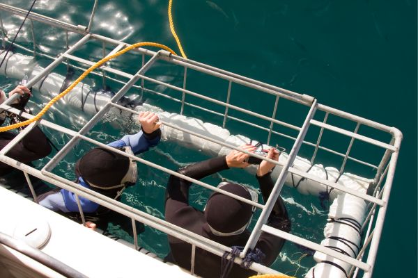 Shark Cage Diving