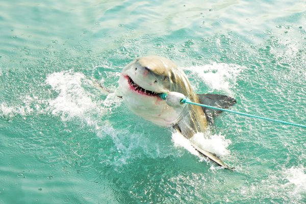 Shark Cage Diving