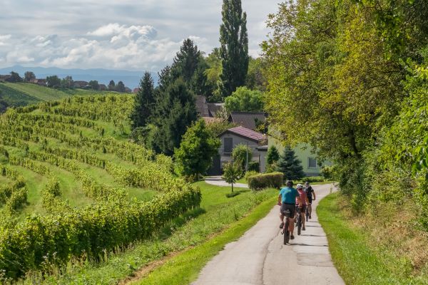 Vineyards in Jeruzalem wine region, Eastern Slovenia
